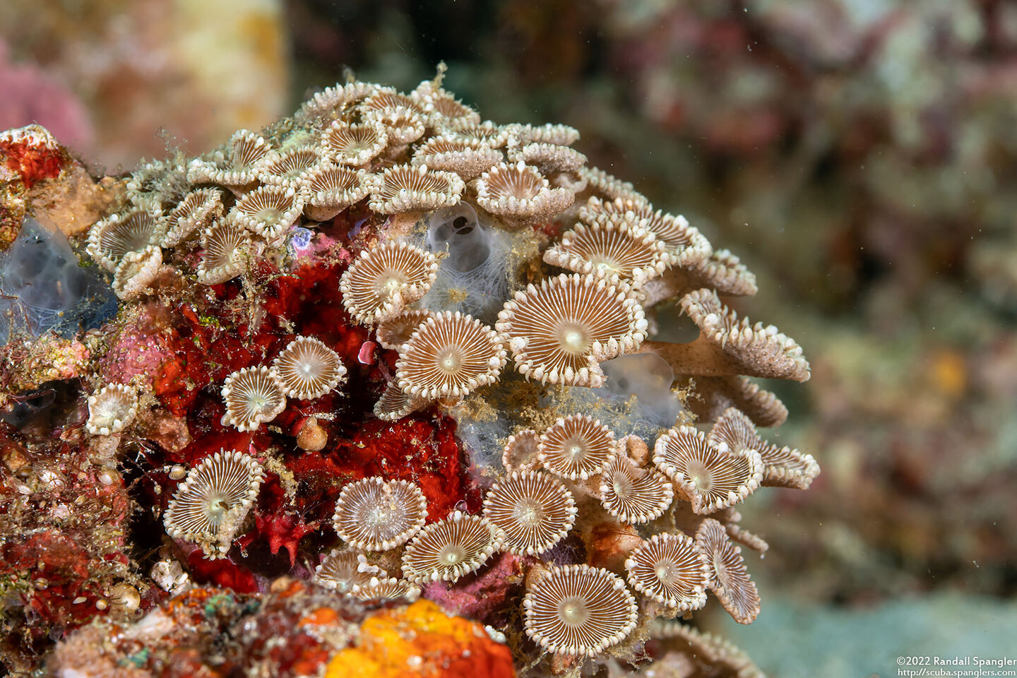 Palythoa heliodiscus (Sunray Zoanthid)