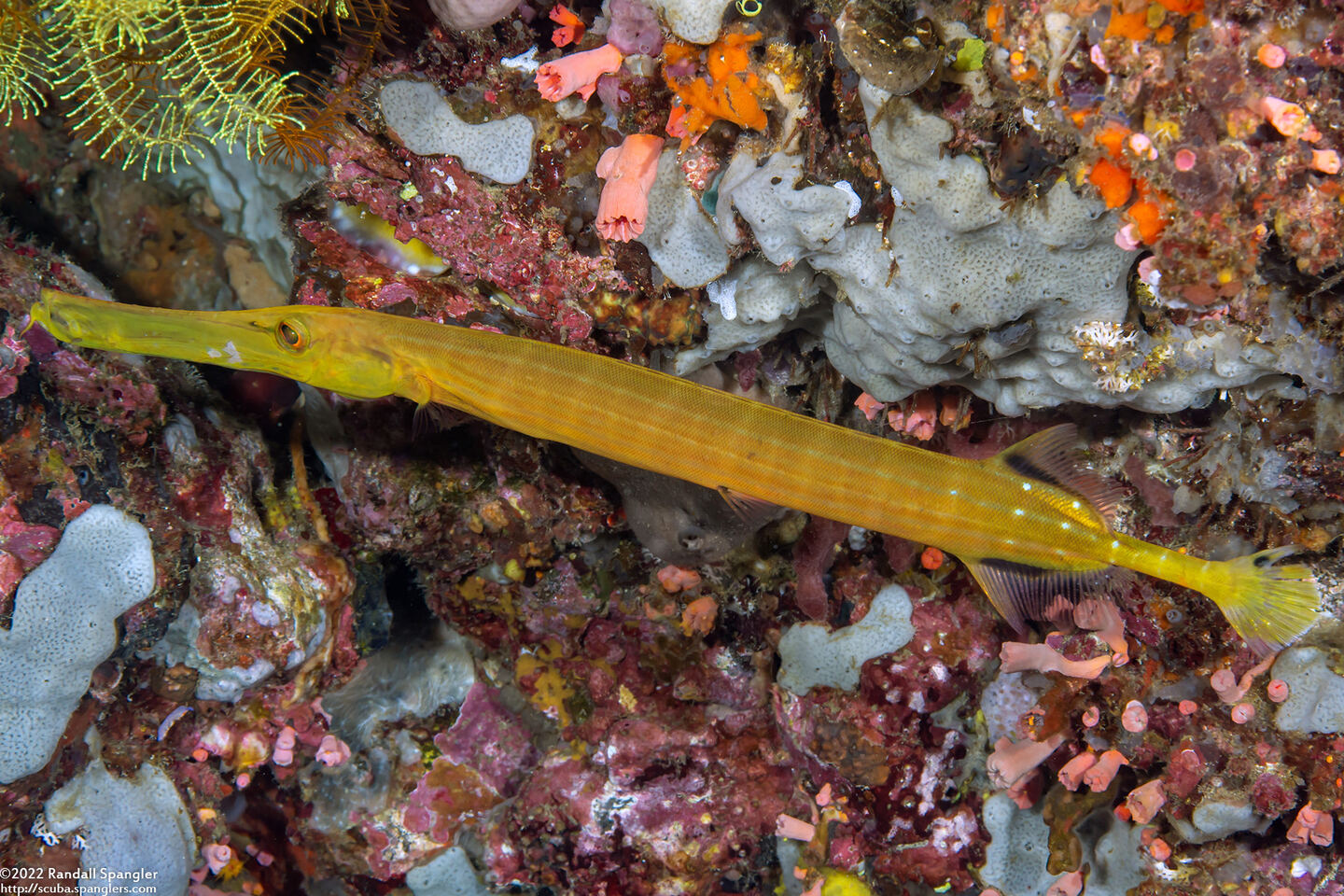Aulostomus chinensis (Trumpetfish)