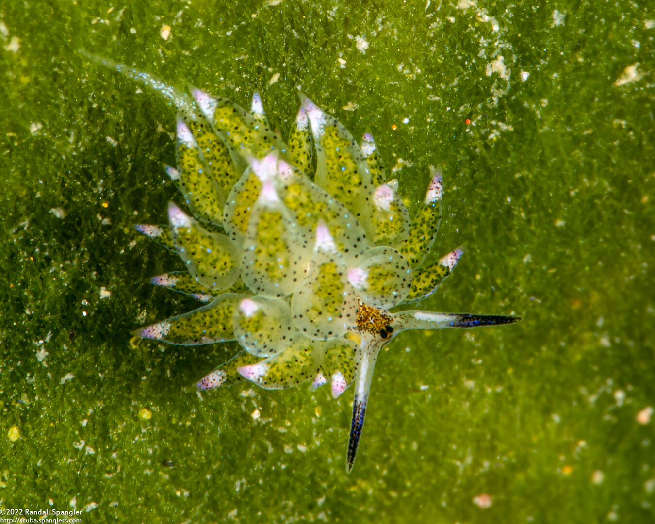 Costasiella kuroshimae (Kuro Sapsucking Slug)