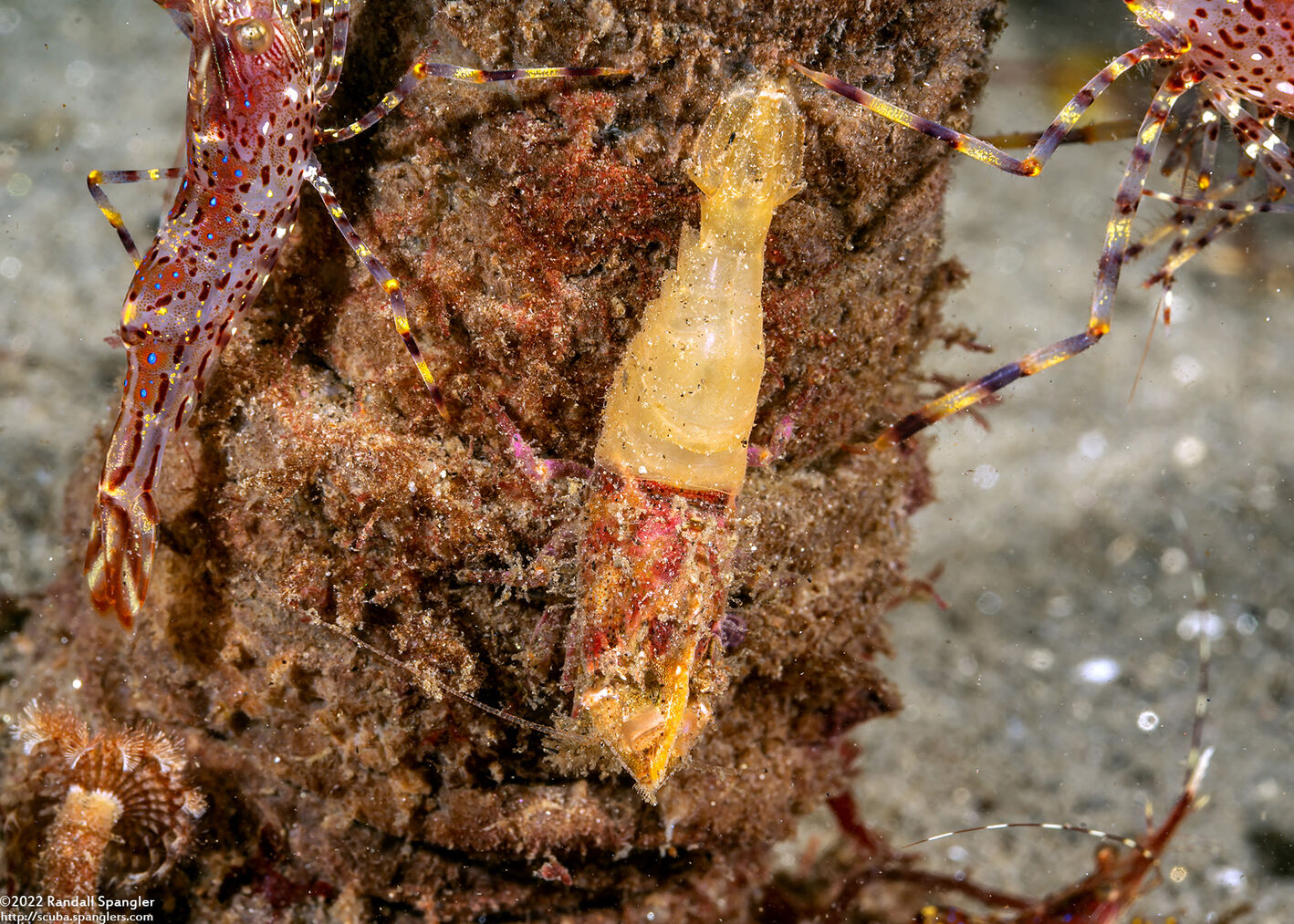 Spirontocaris prionota (Deep Blade Shrimp)