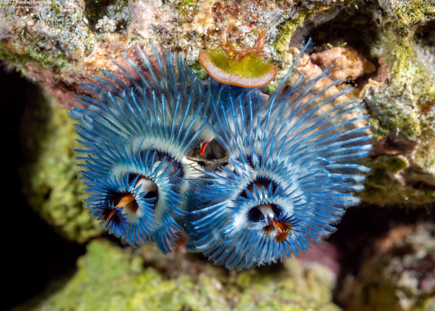 Spirobranchus sp.1 (Christmas Tree Worm)