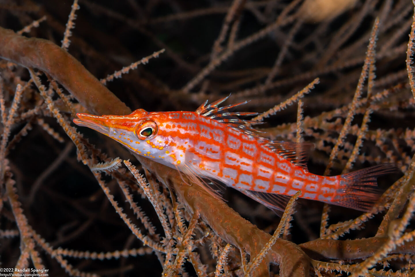 Oxycirrhites typus (Longnose Hawkfish)