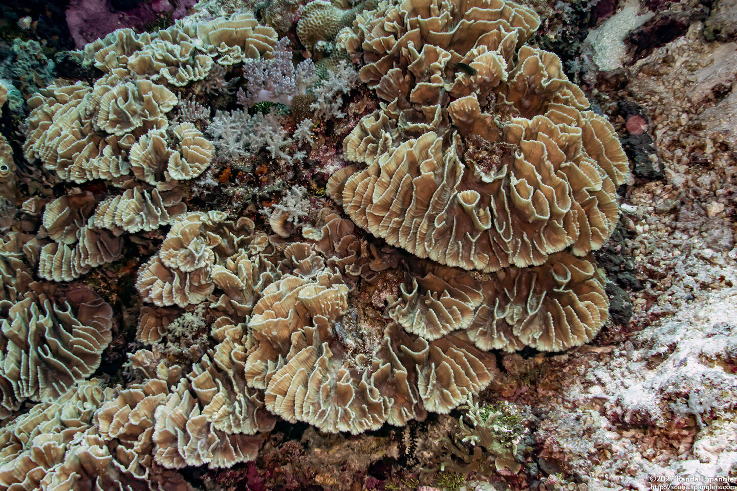 Pectinia lactuca (Lettuce Coral)