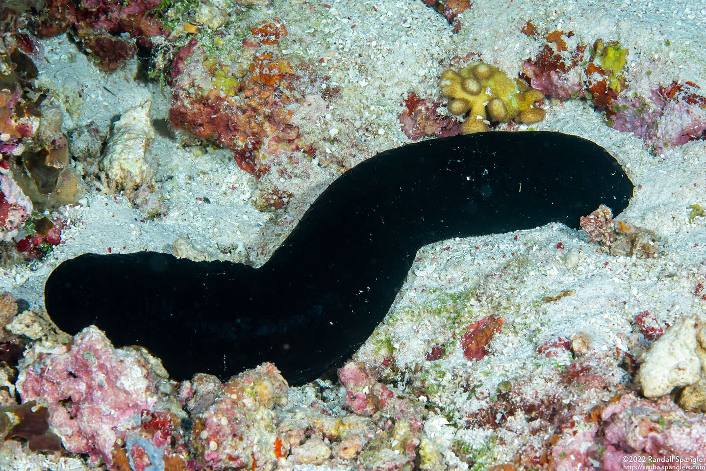 Actinopyga palauensis (Panning's Black Sea Cucumber)