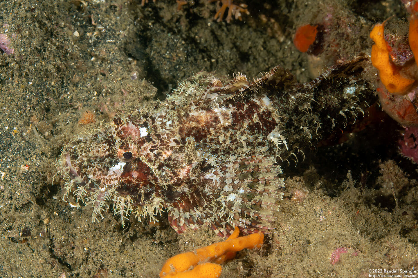 Scorpaenopsis oxycephala (Tasseled Scorpionfish)