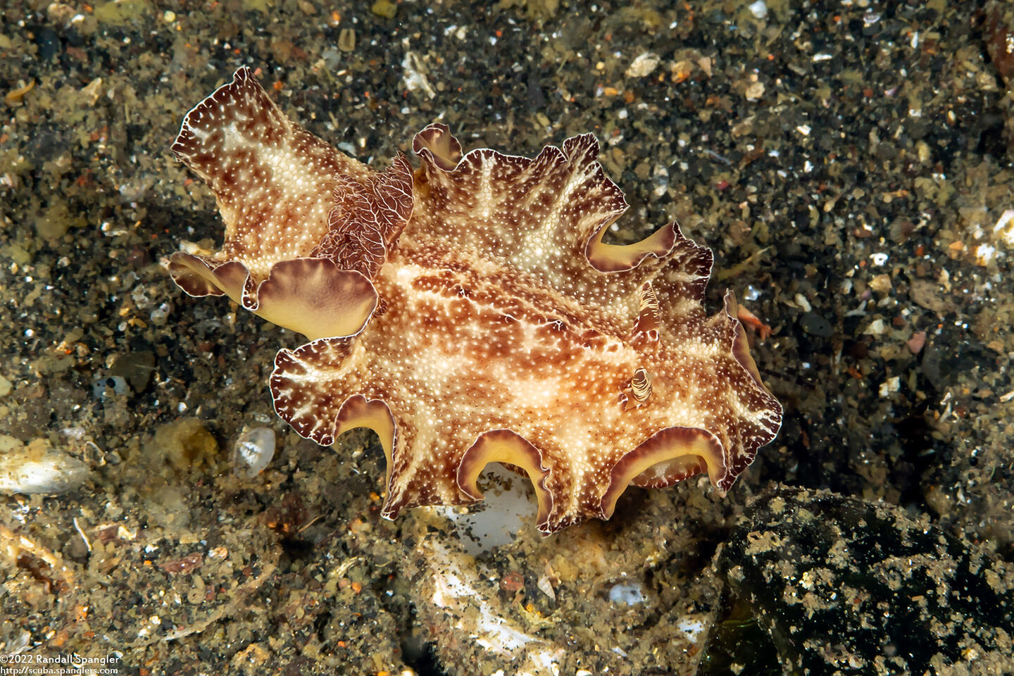Discodoris boholiensis (Bohol Discodoris); Swimming