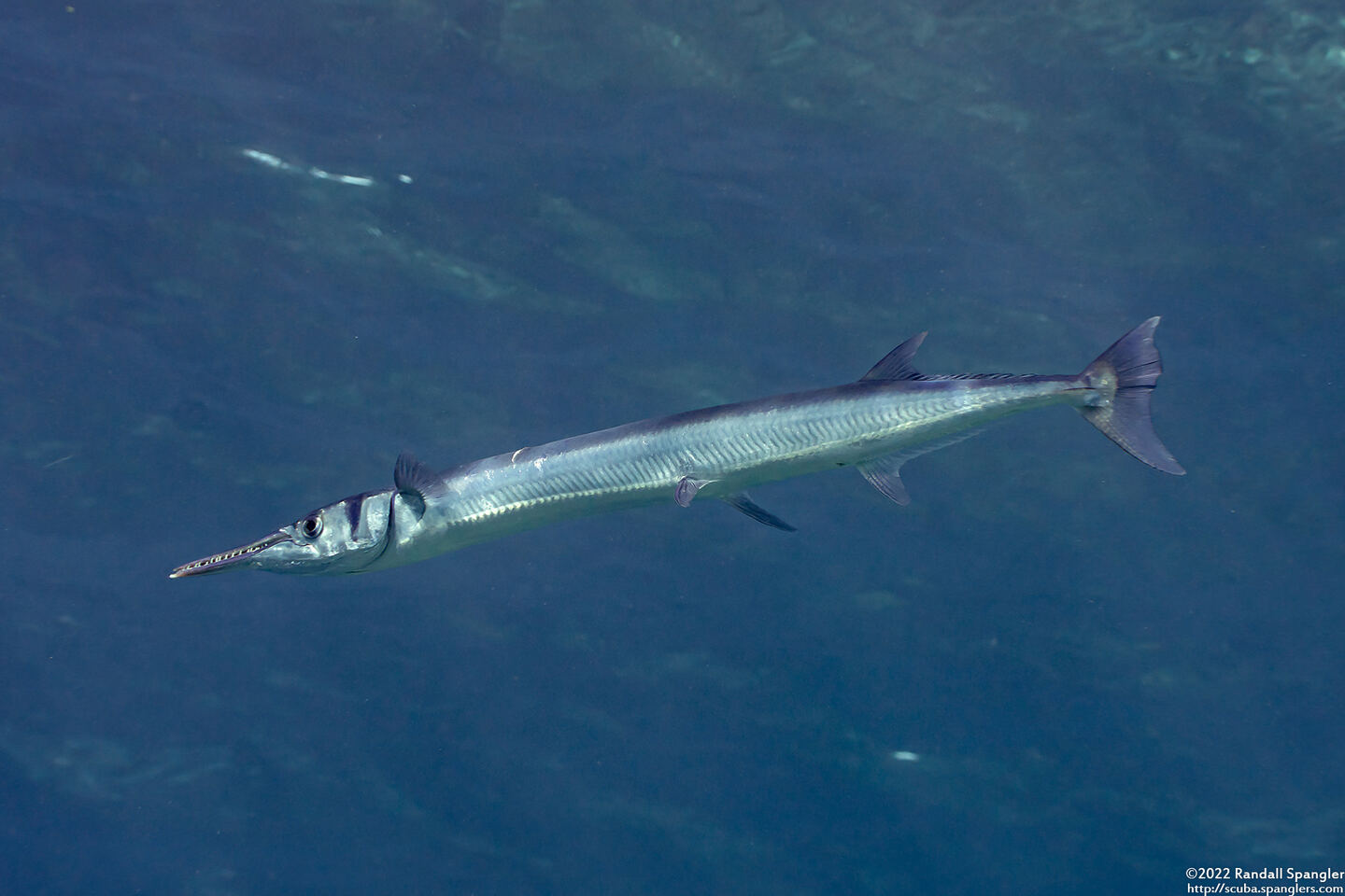 Tylosurus crocodilus (Houndfish)