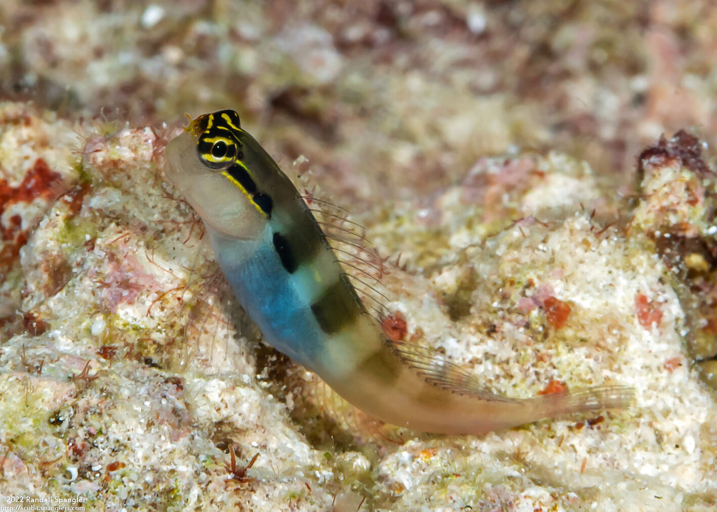 Ecsenius bandanus (Banda Coralblenny)