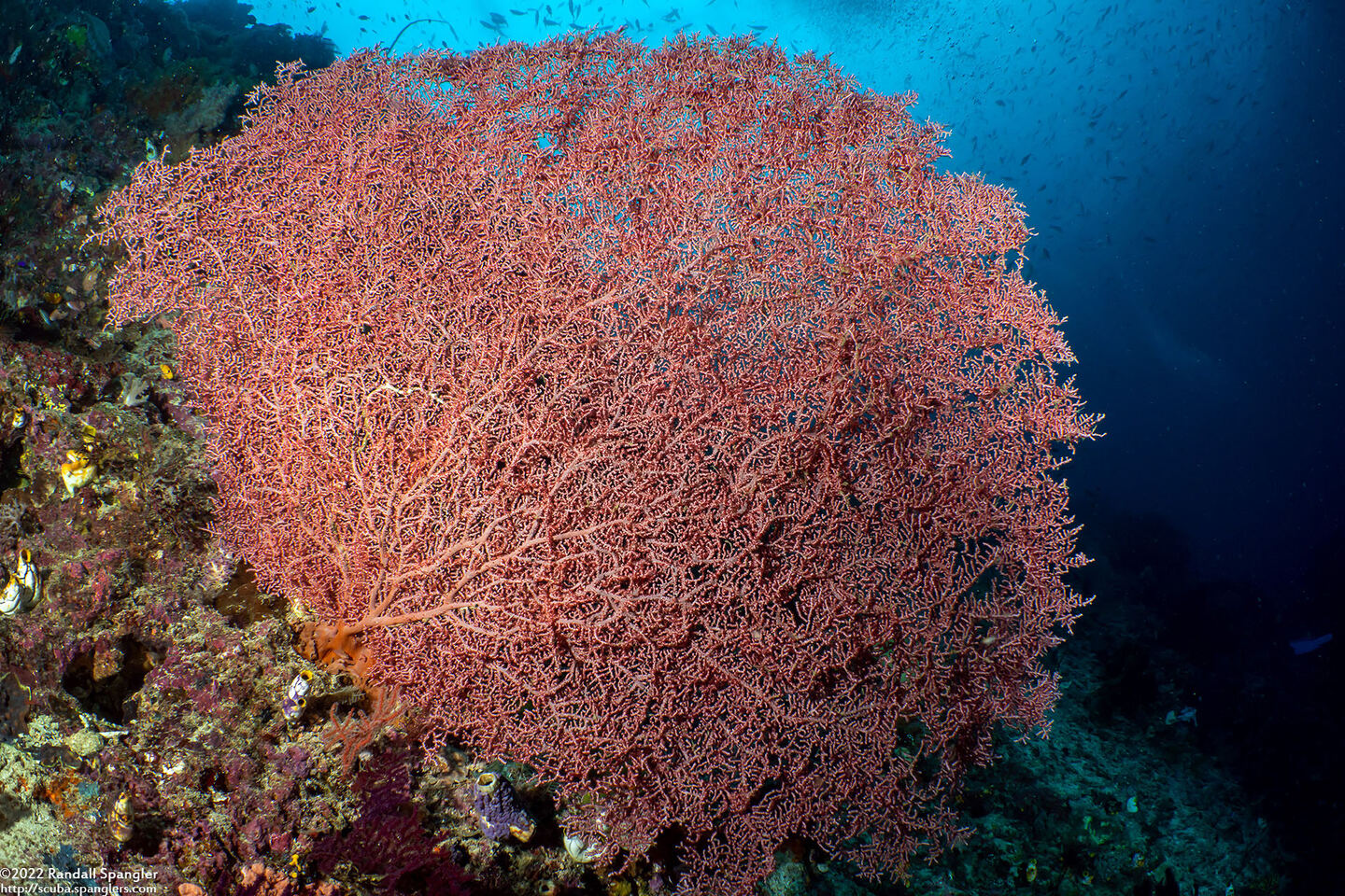 Muricella plectana (Muricella Plectana)