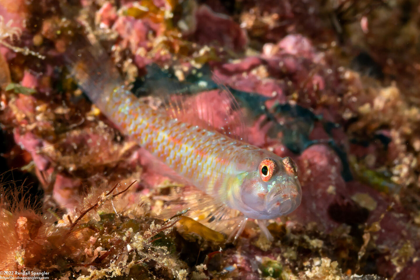 Eviota guttata (Whitestriped Dwarfgoby)