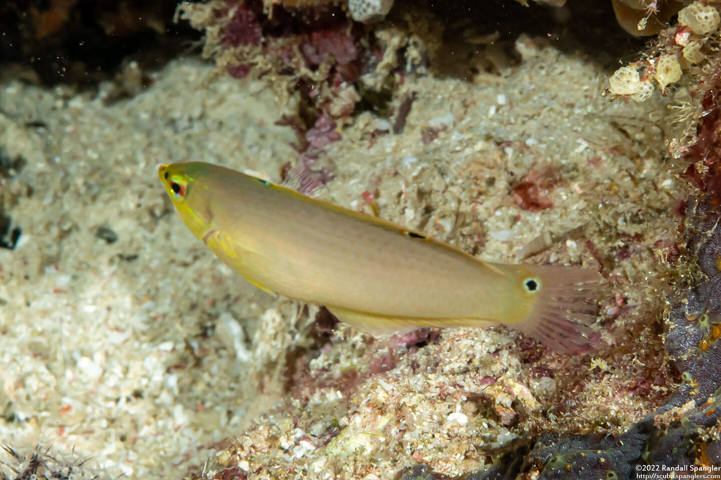 Halichoeres chrysus (Canary Wrasse)