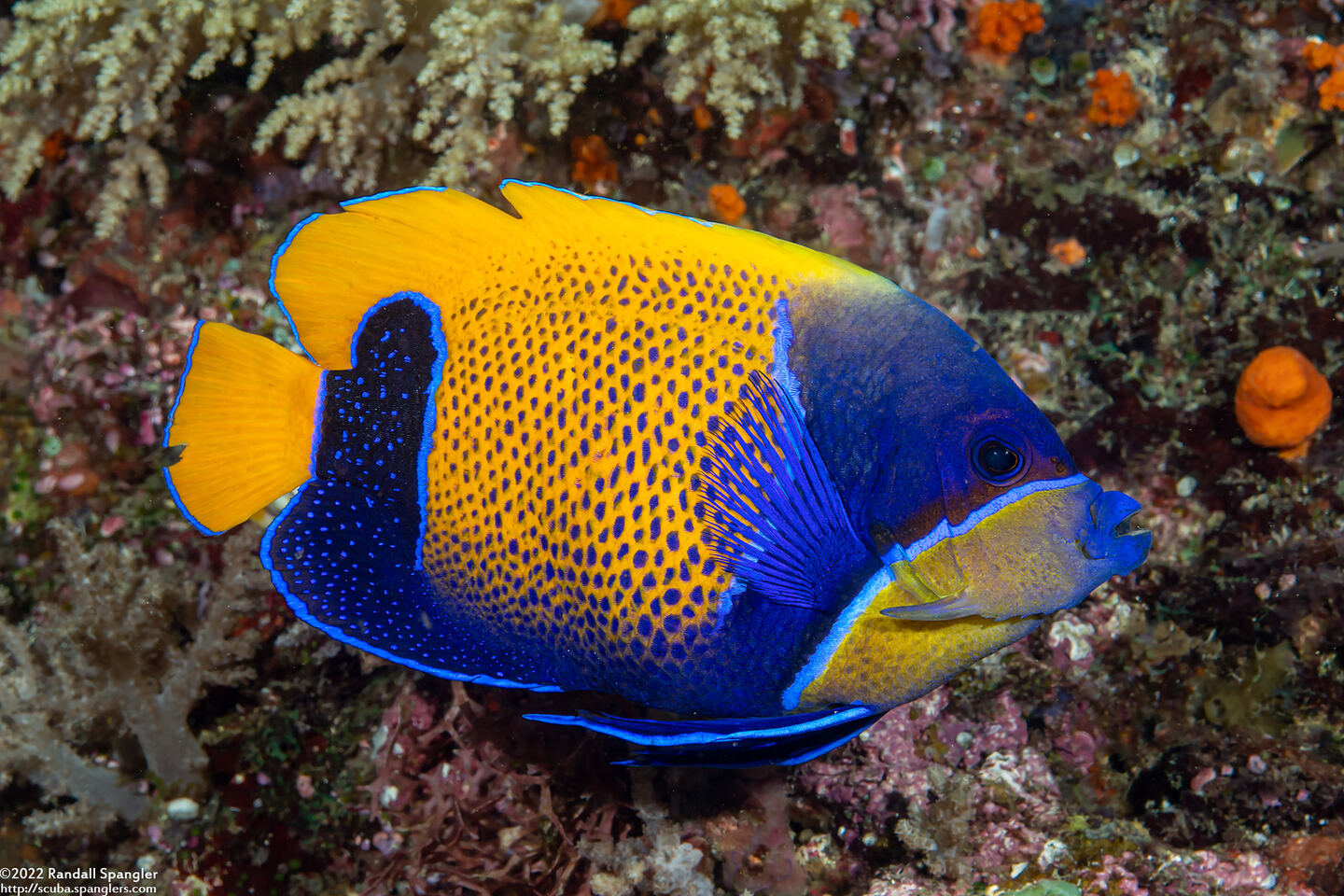 Pomacanthus navarchus (Bluegirdled Angelfish)