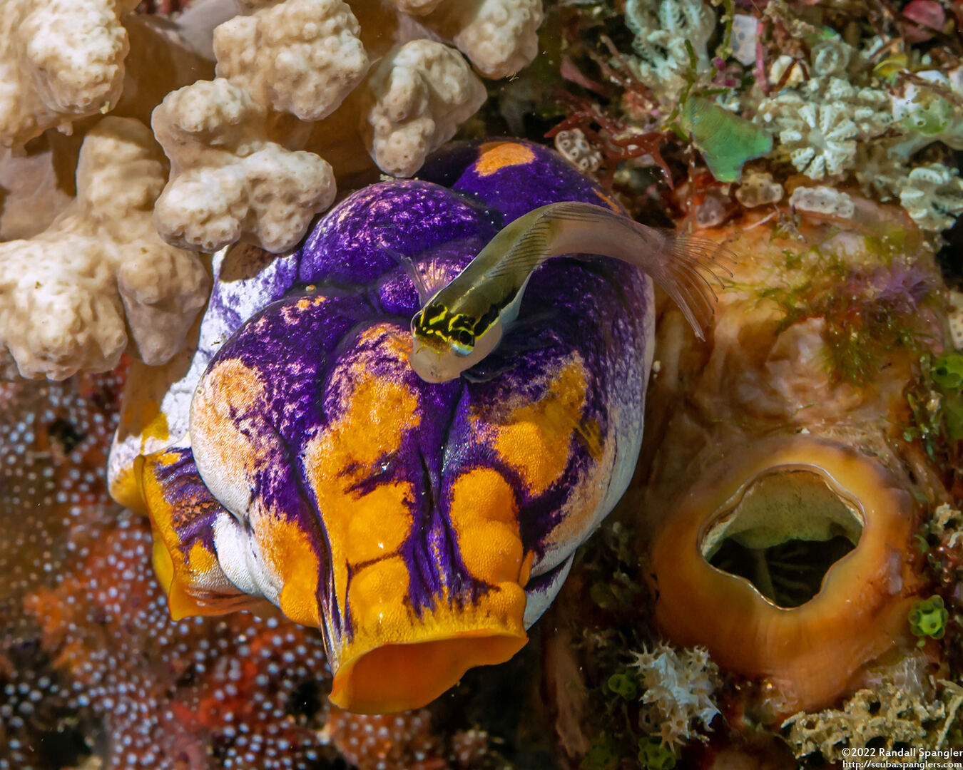 Ecsenius bandanus (Banda Coralblenny)