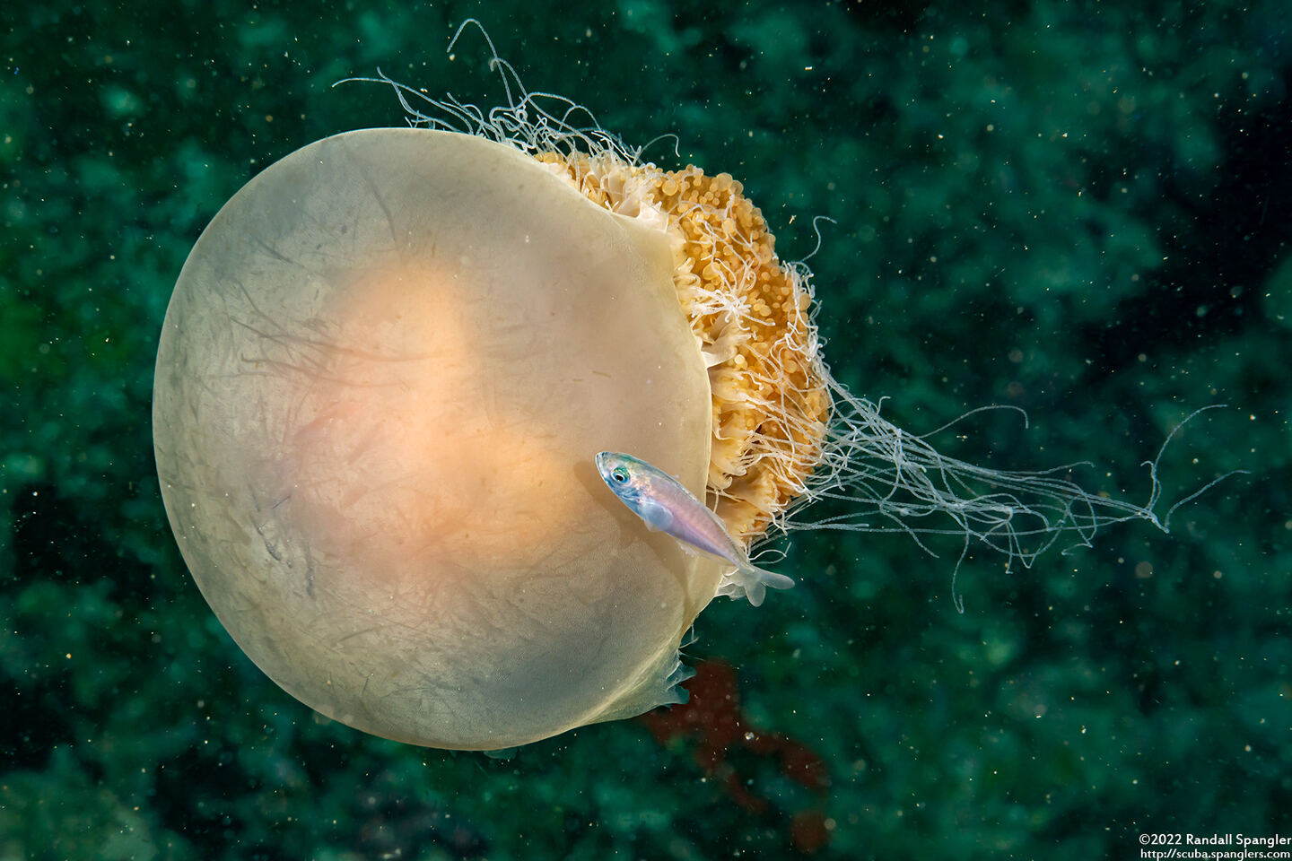 Crambione mastigophora (Rhizostome Jellyfish)