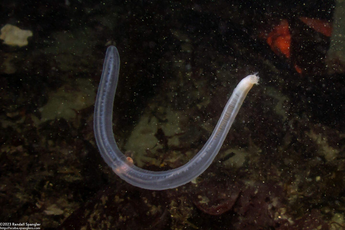 Leptosynapta albicans (Translucent Sea Cucumber)
