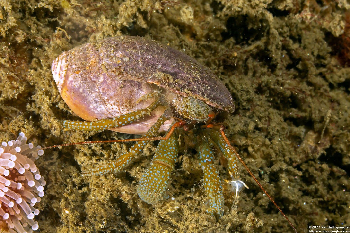 Pagurus granosimanus (Grainyhand Hermit Crab)