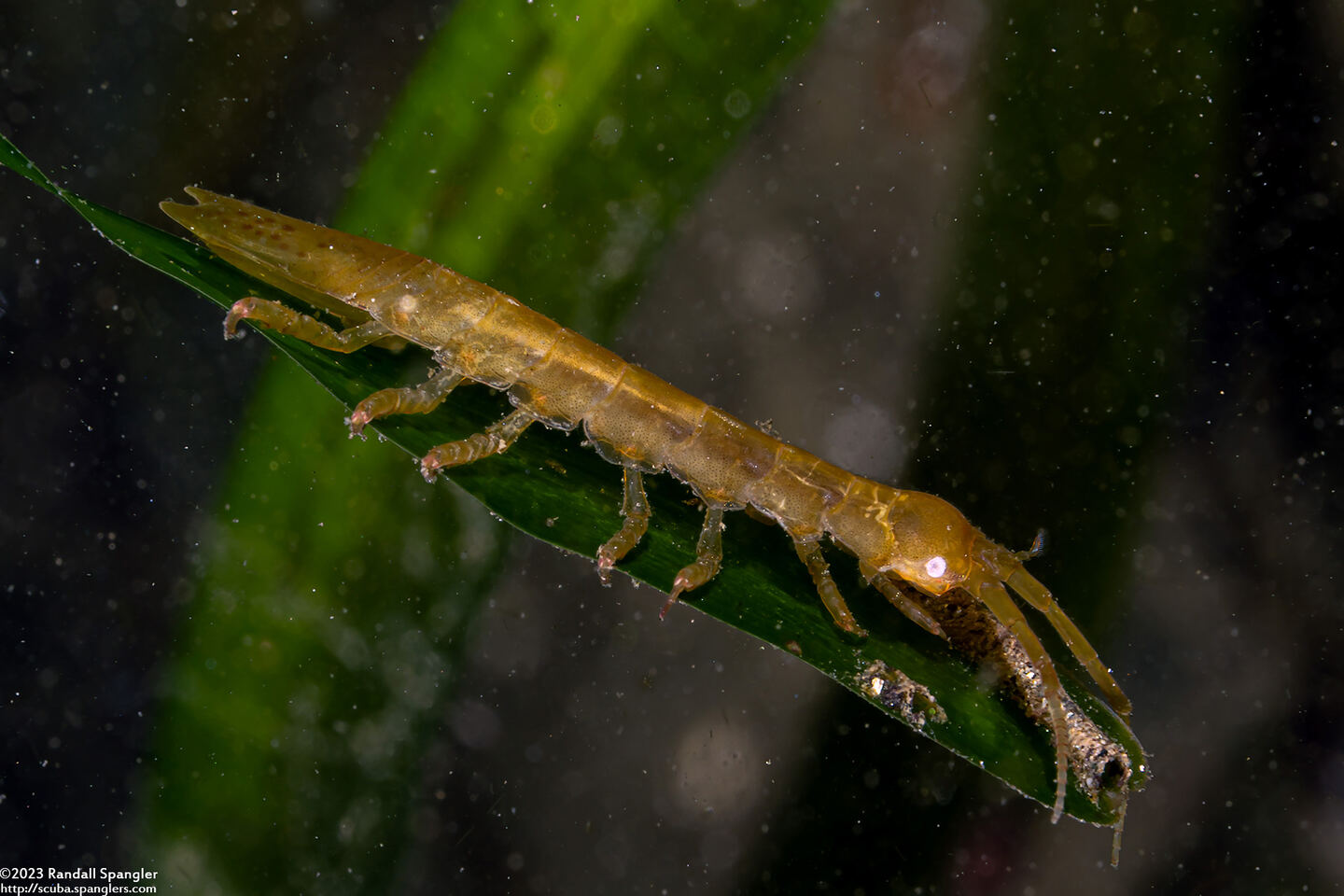 Pentidotea resecata (Kelp Isopod)
