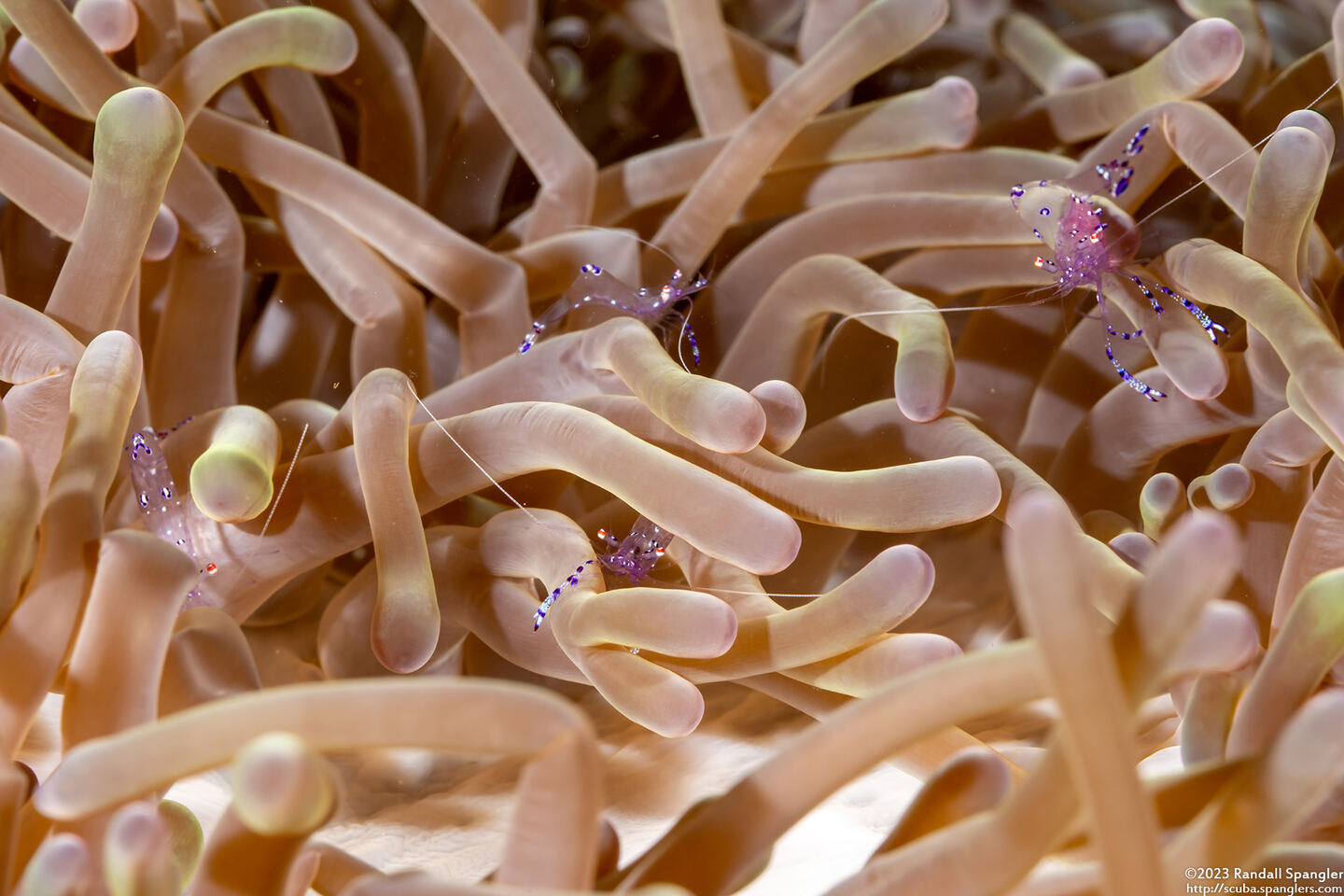 Ancylomenes sarasvati (Sarasvati Anemone Shrimp)