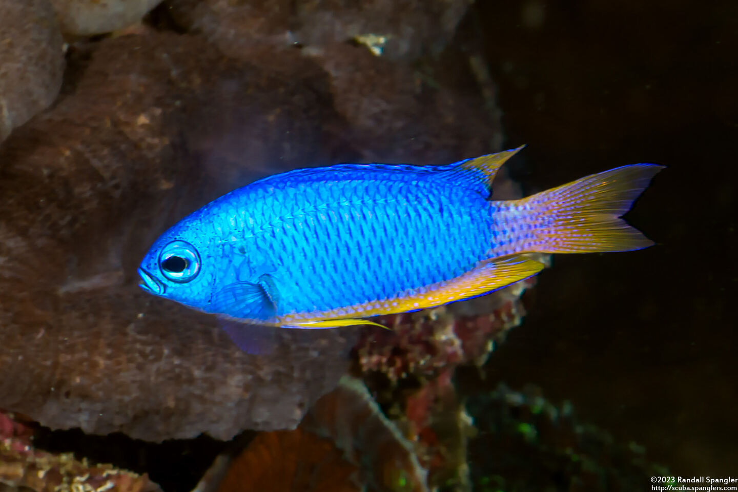 Pomacentrus coelestis (Neon Damsel)