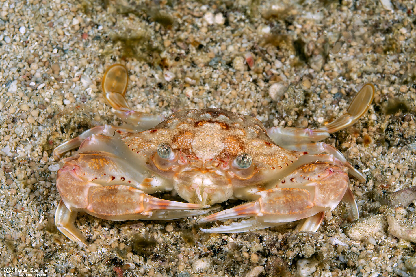 Monomia gladiator (Gladiator Swimming Crab)
