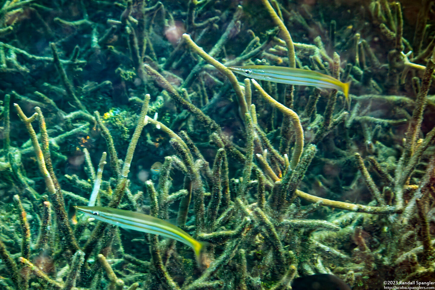 Sphyraena obtusata (Obtuse Barracuda)
