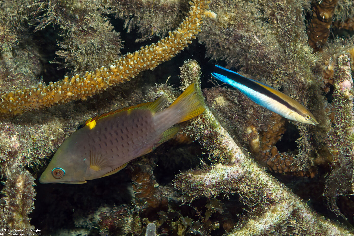 Epibulus brevis (Latent Slingjaw Wrasse)