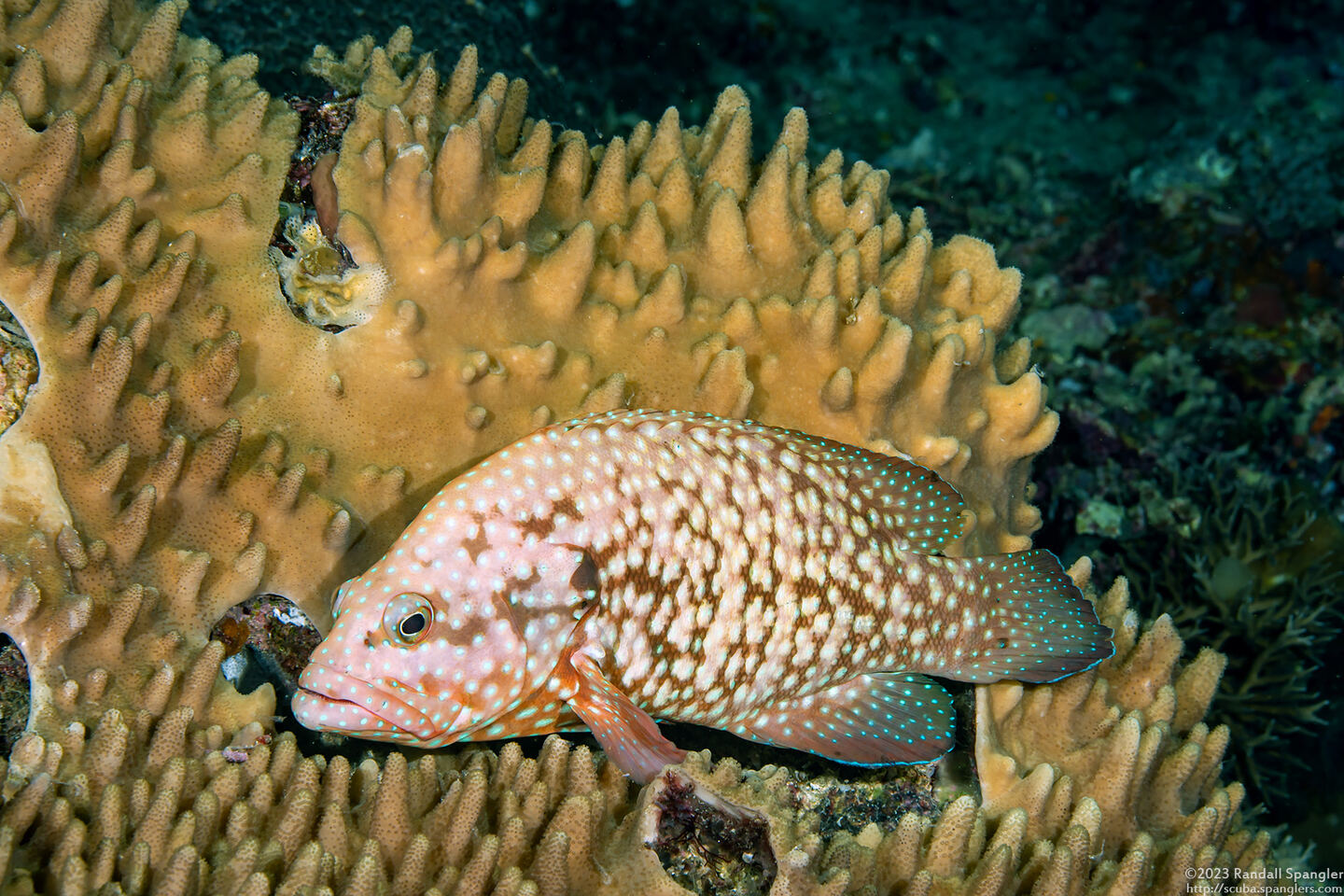 Cephalopholis cyanostigma (Bluespotted Grouper)