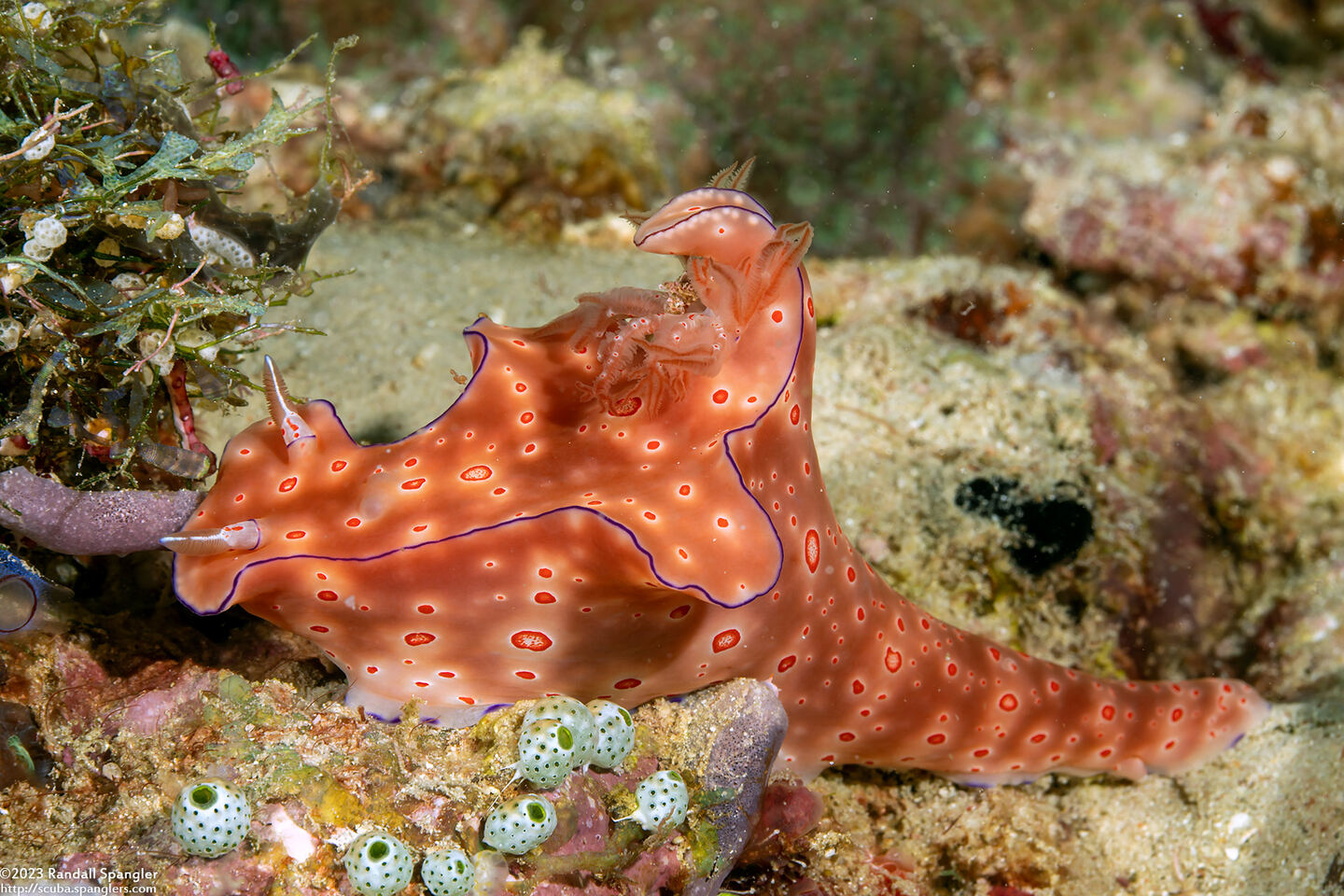 Ceratosoma trilobatum (Three-Lobed Ceratosoma)