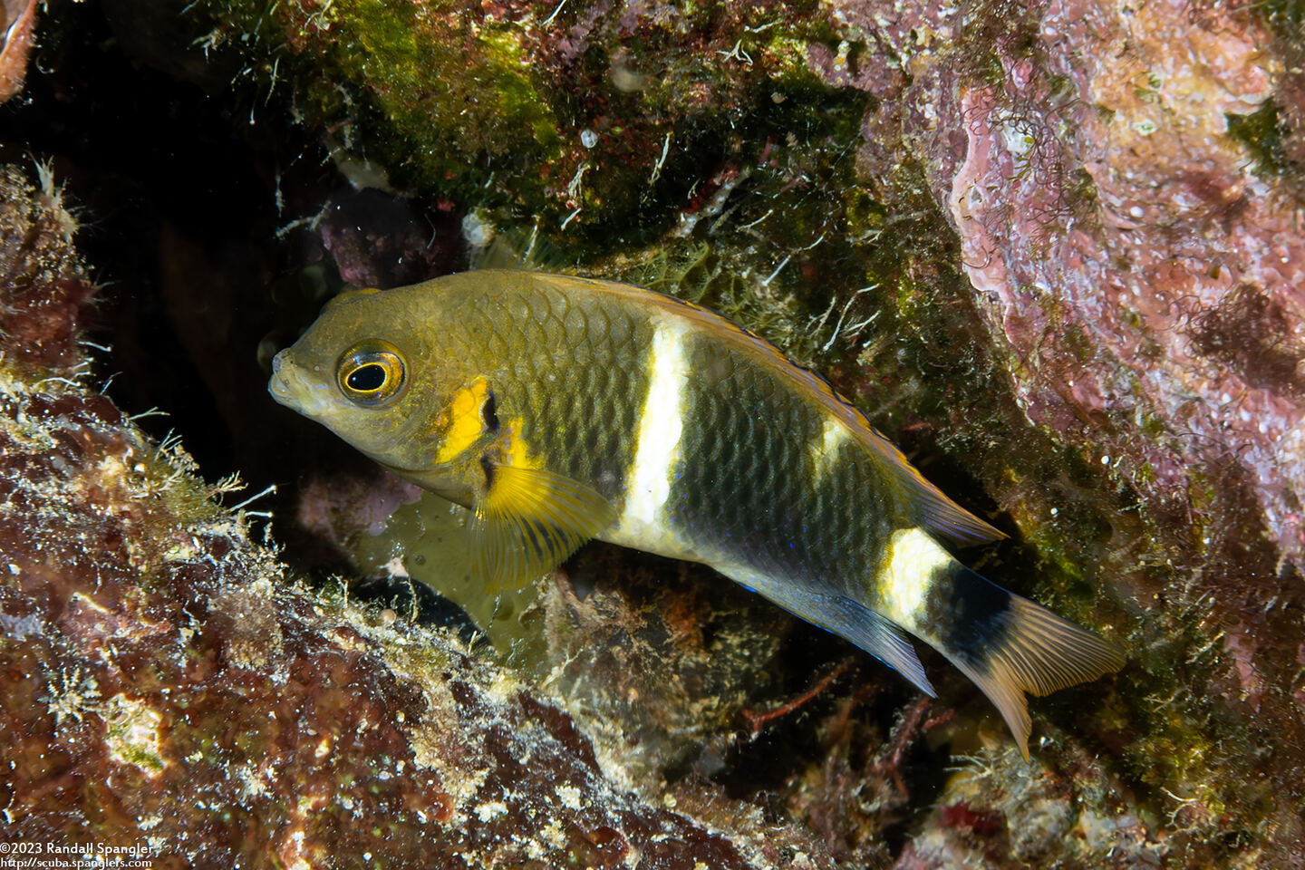 Chrysiptera brownriggii (Surge Damsel)