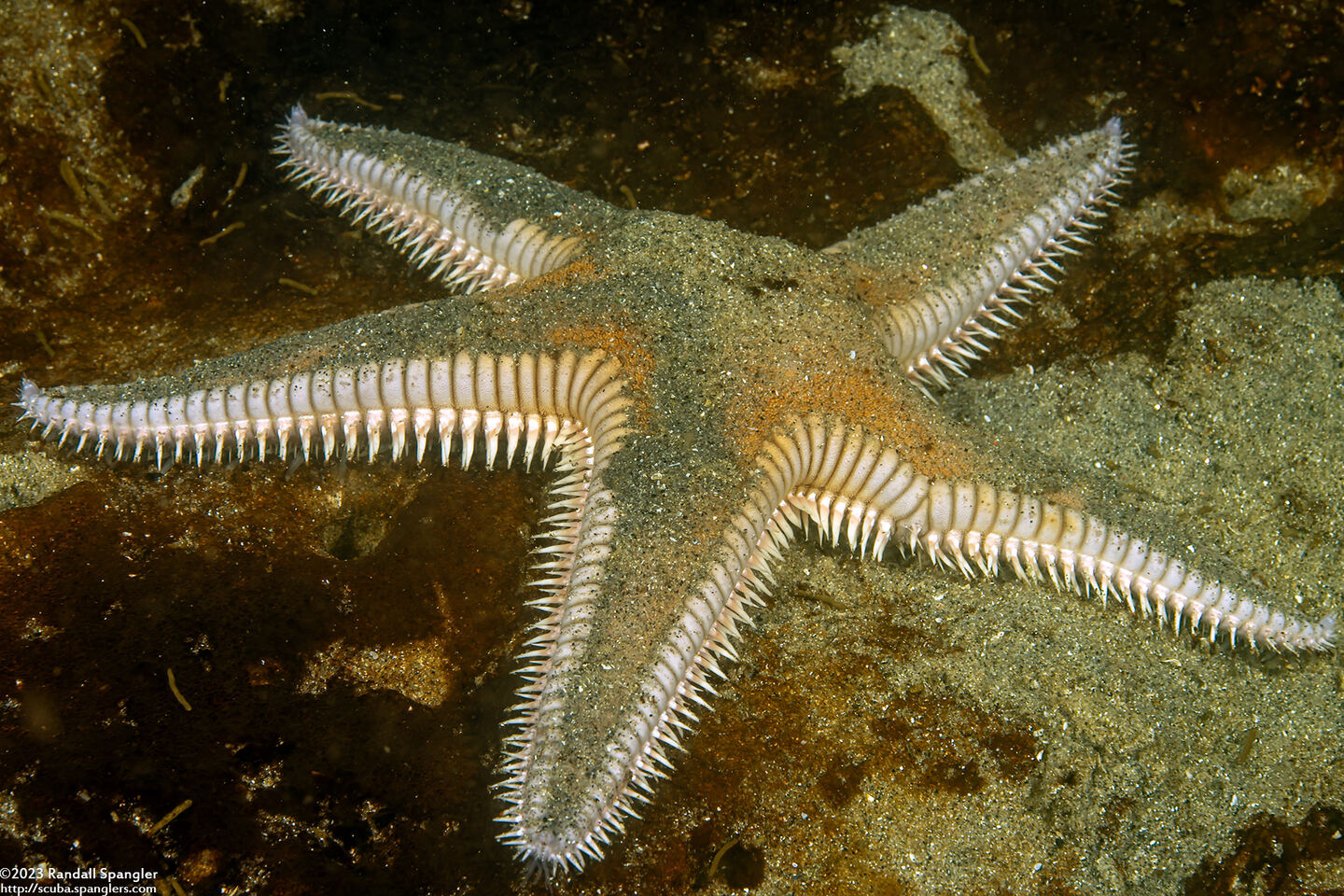 Astropecten armatus (Spiny Sand Star)