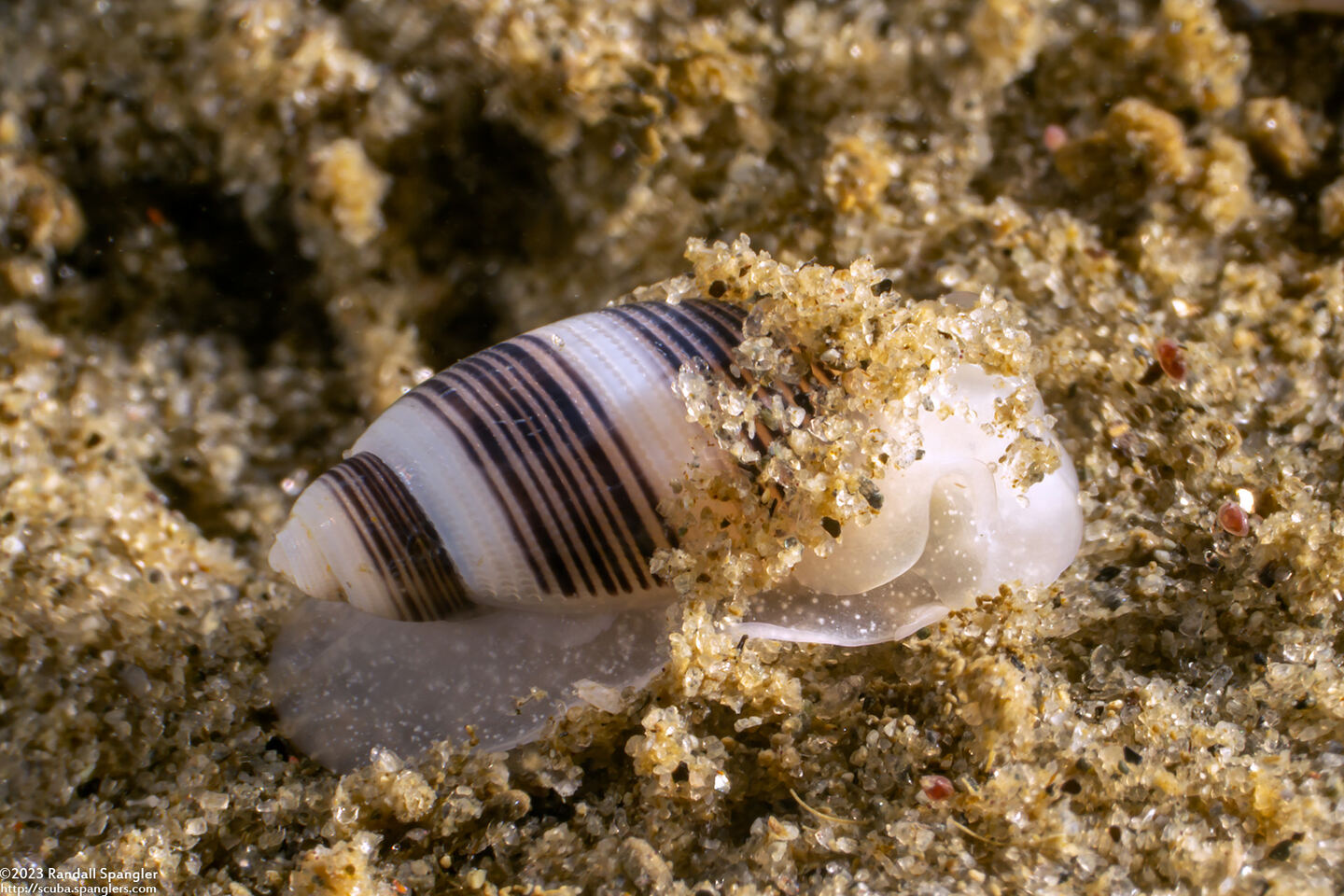 Rictaxis punctocaelatus (Striped Barrel Shell)