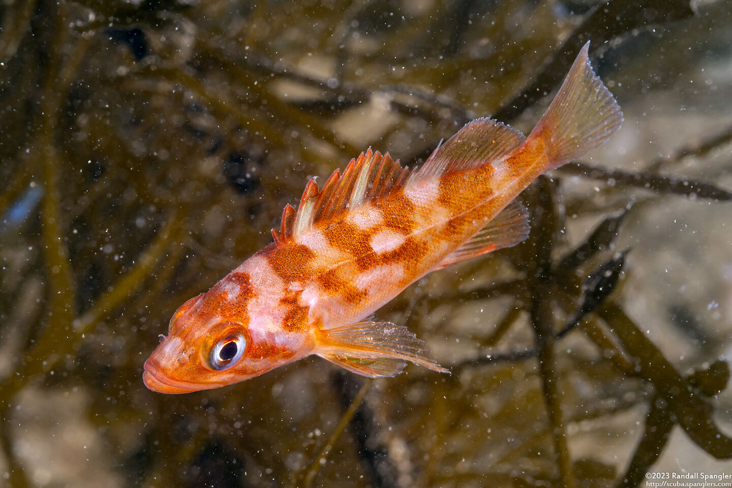 Sebastes carnatus (Gopher Rockfish)