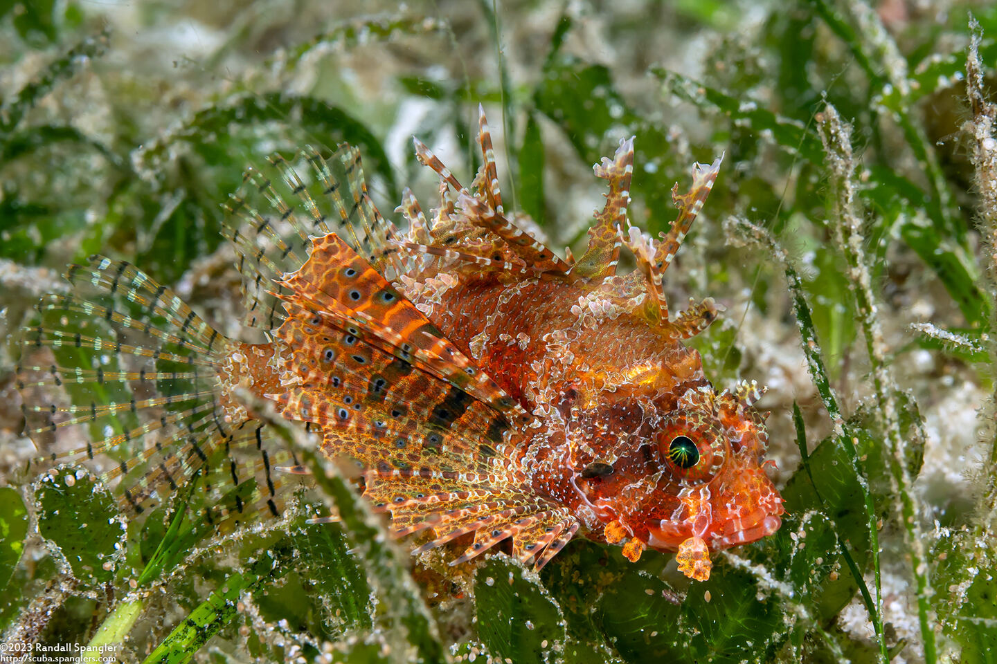 Dendrochirus brachypterus (Shortfin Lionfish)