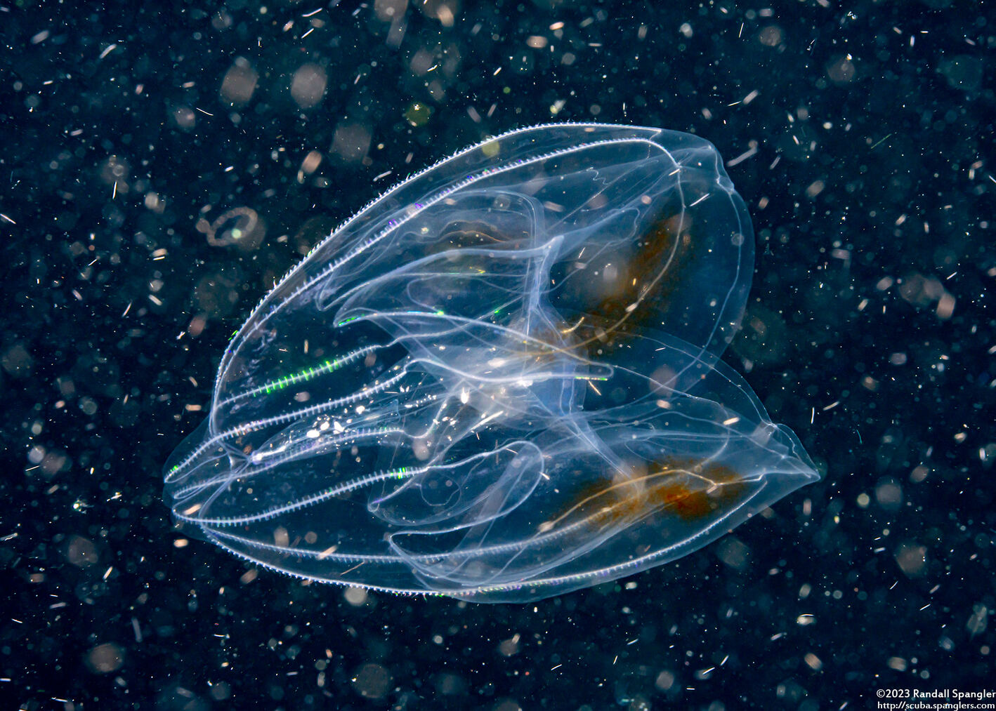 Bolinopsis sp.1 (Bolinopsis sp.1)