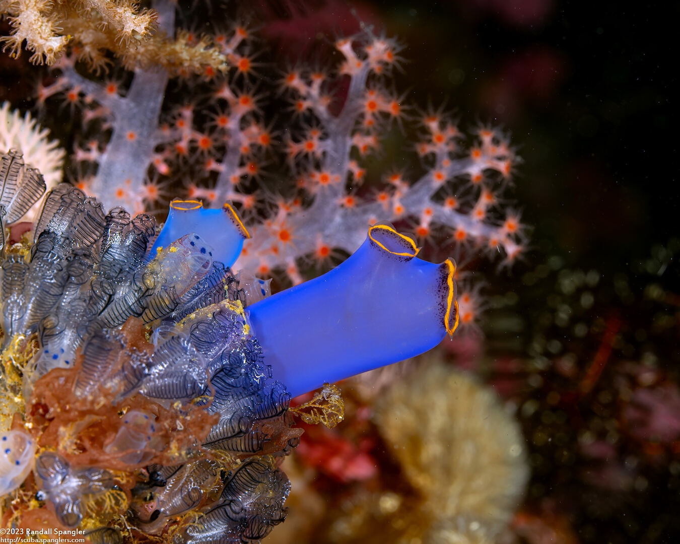 Clavelina coerulea (Clavelina Coerulea)