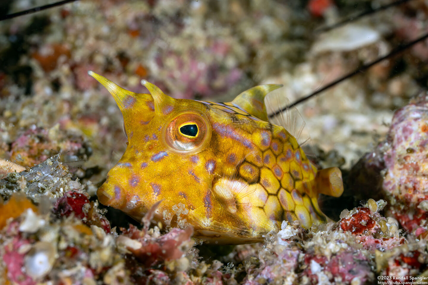 Lactoria fornasini (Thornback Cowfish)