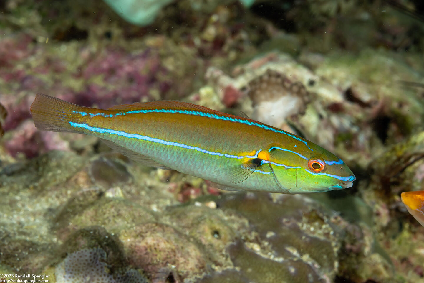 Stethojulis interrupta (Cutribbon Wrasse)