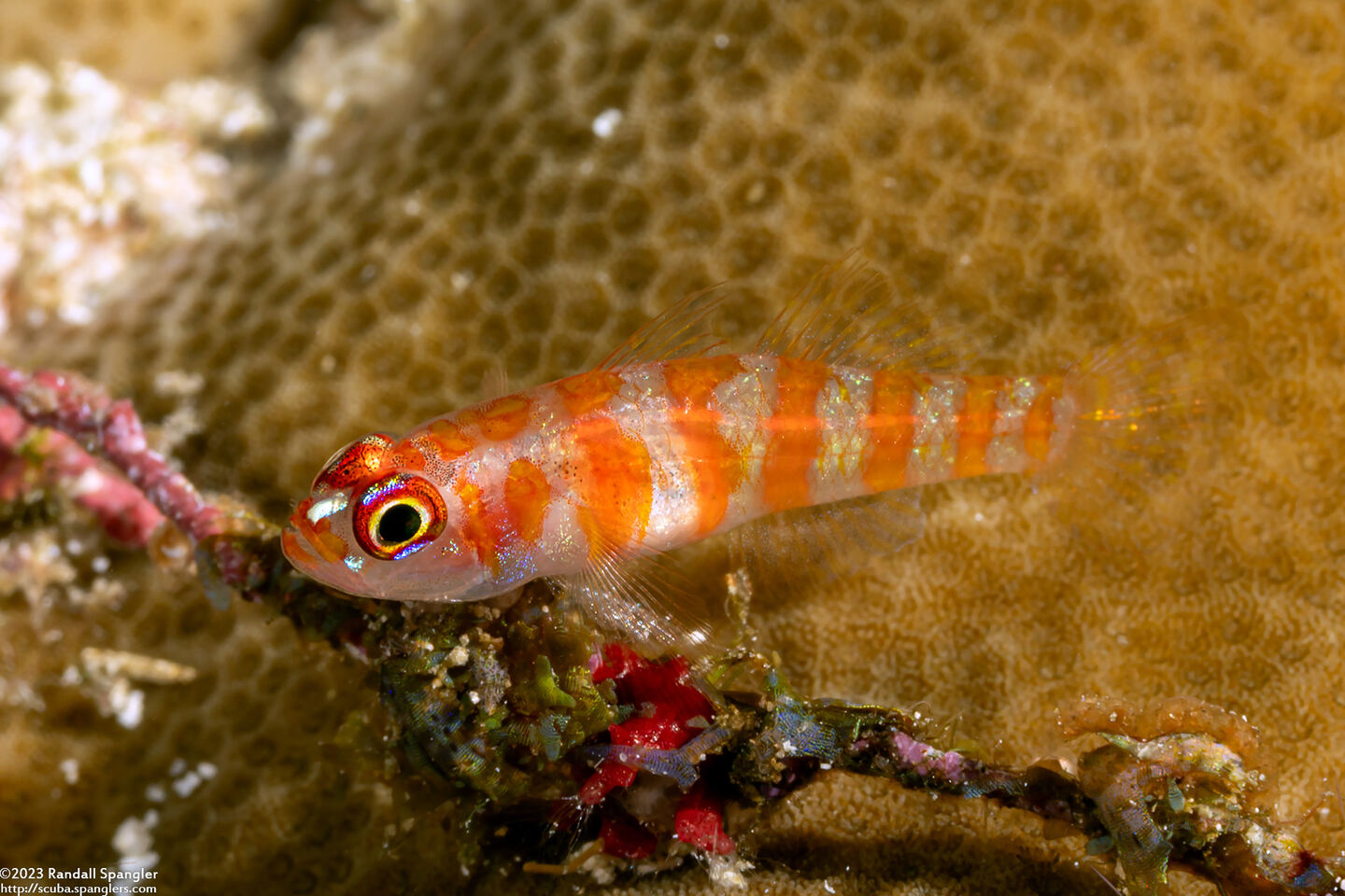 Trimma cana (Candycane Pygmygoby)