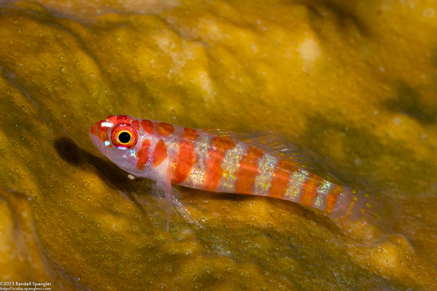 Trimma cana (Candycane Pygmygoby)