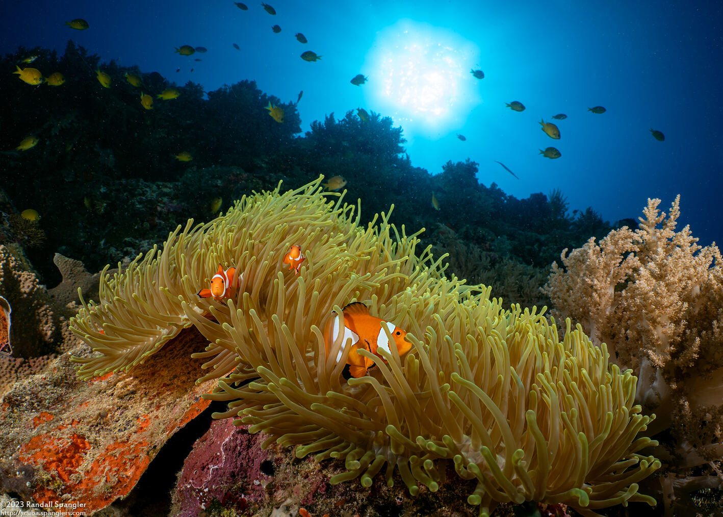Amphiprion ocellaris (False Clown Anemonefish)