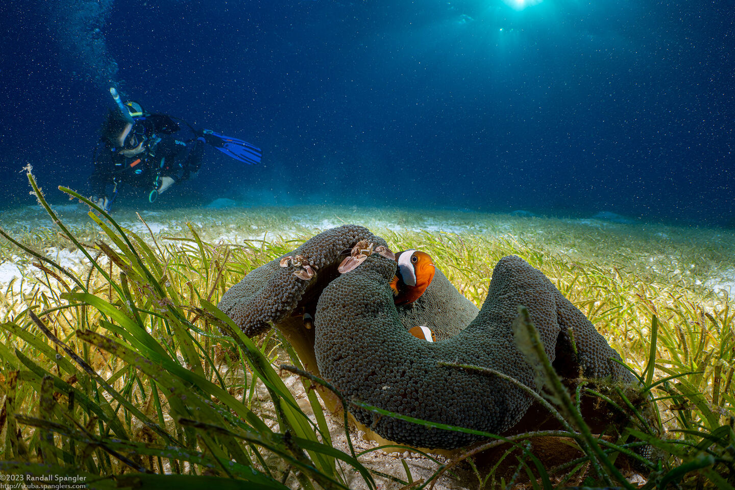 Stichodactyla haddoni (Haddon's Sea Anemone)