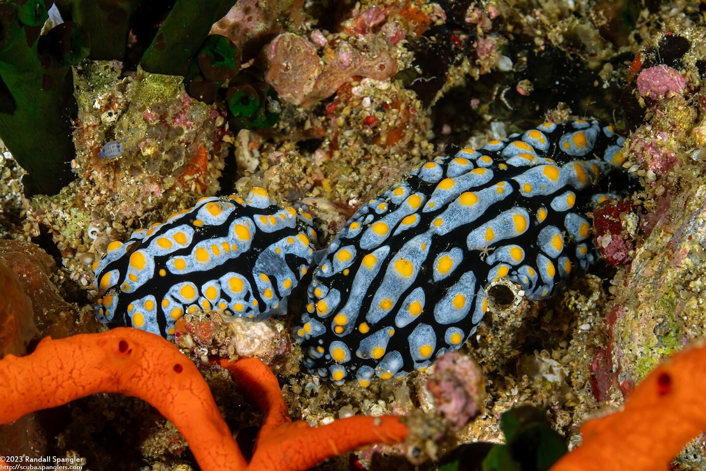 Phyllidia varicosa (Varicose Phyllidia)