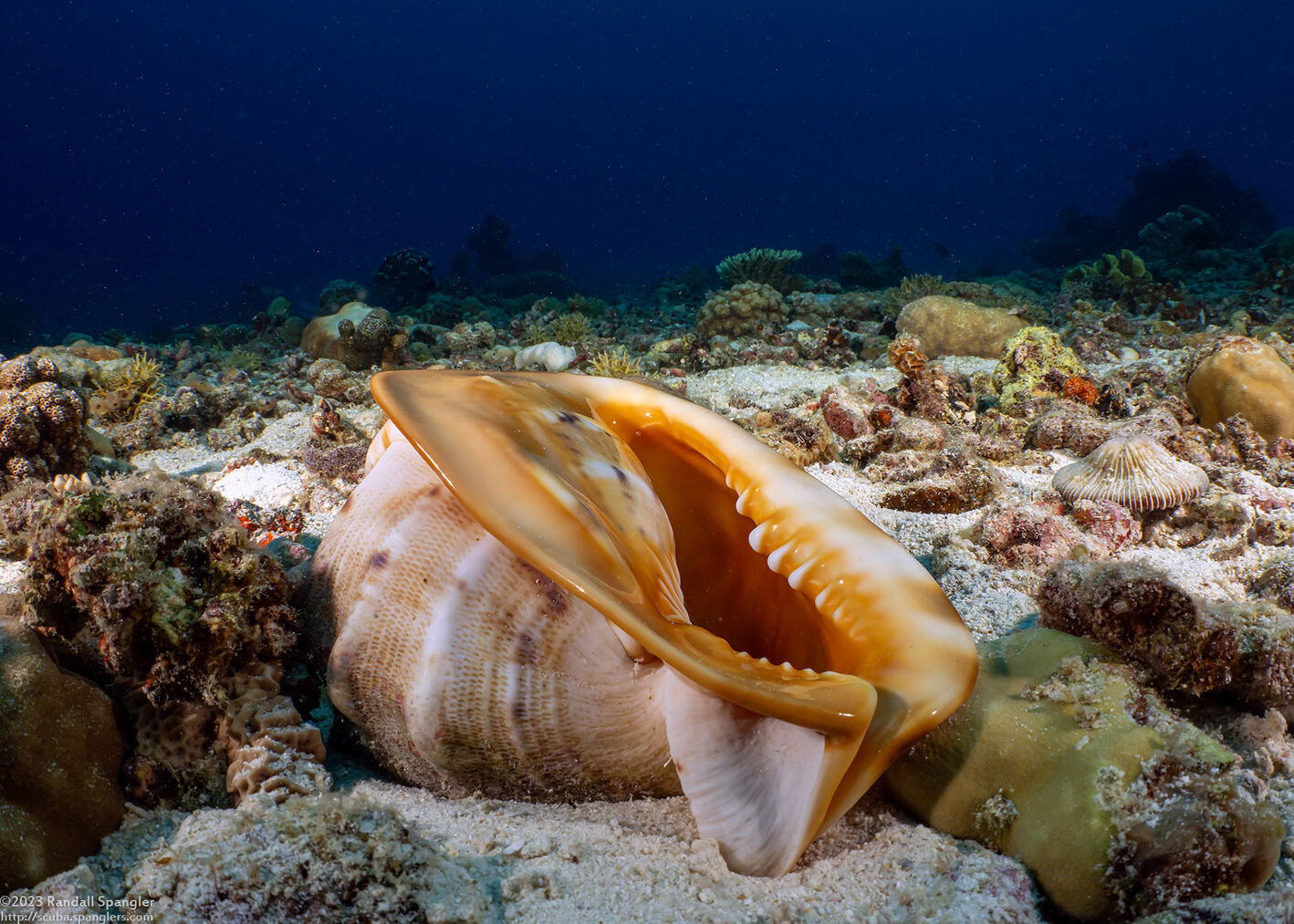 Cassis cornuta (Horned Helmet)