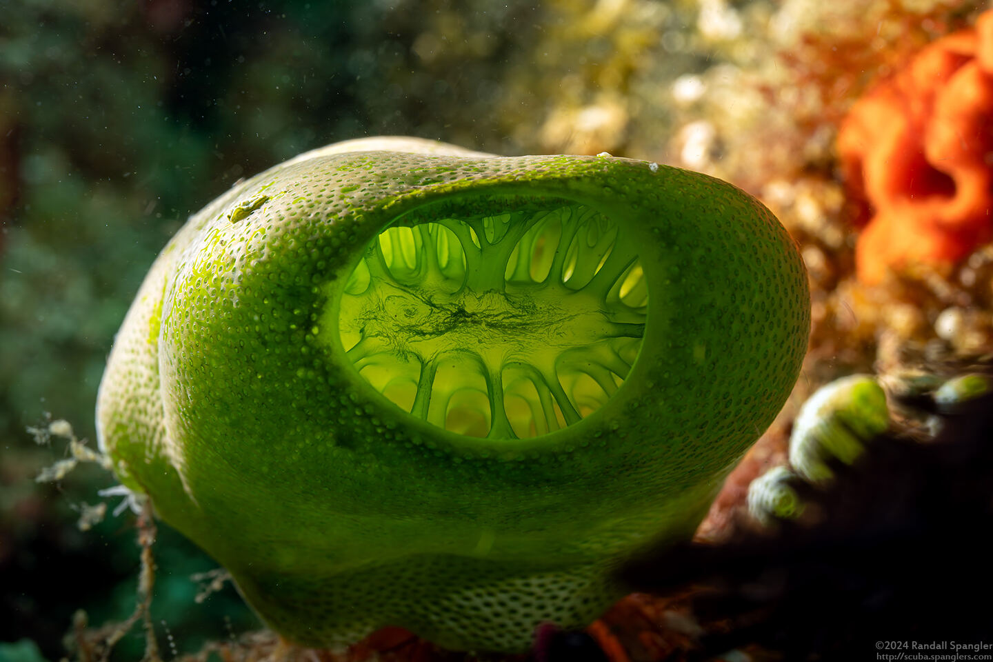 Didemnum molle (Urn Ascidian)