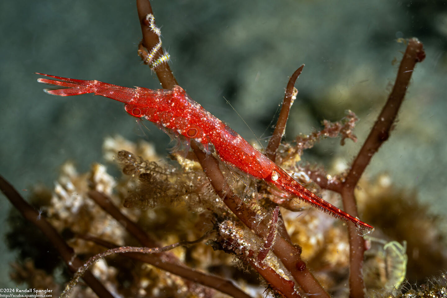 Tozeuma lanceolatum (Ocellated Tozeuma Shrimp)