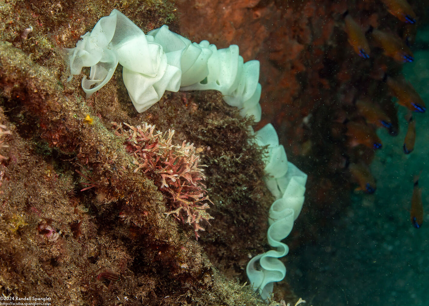 Pleurobranchus weberi (Weber's Pleurobranch); Eggs