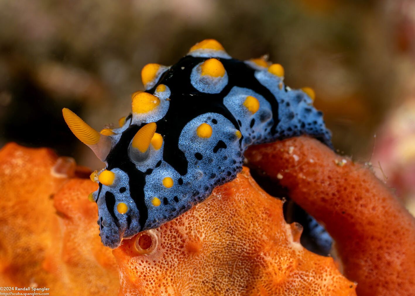 Phyllidia picta (Painted Phyllidia)