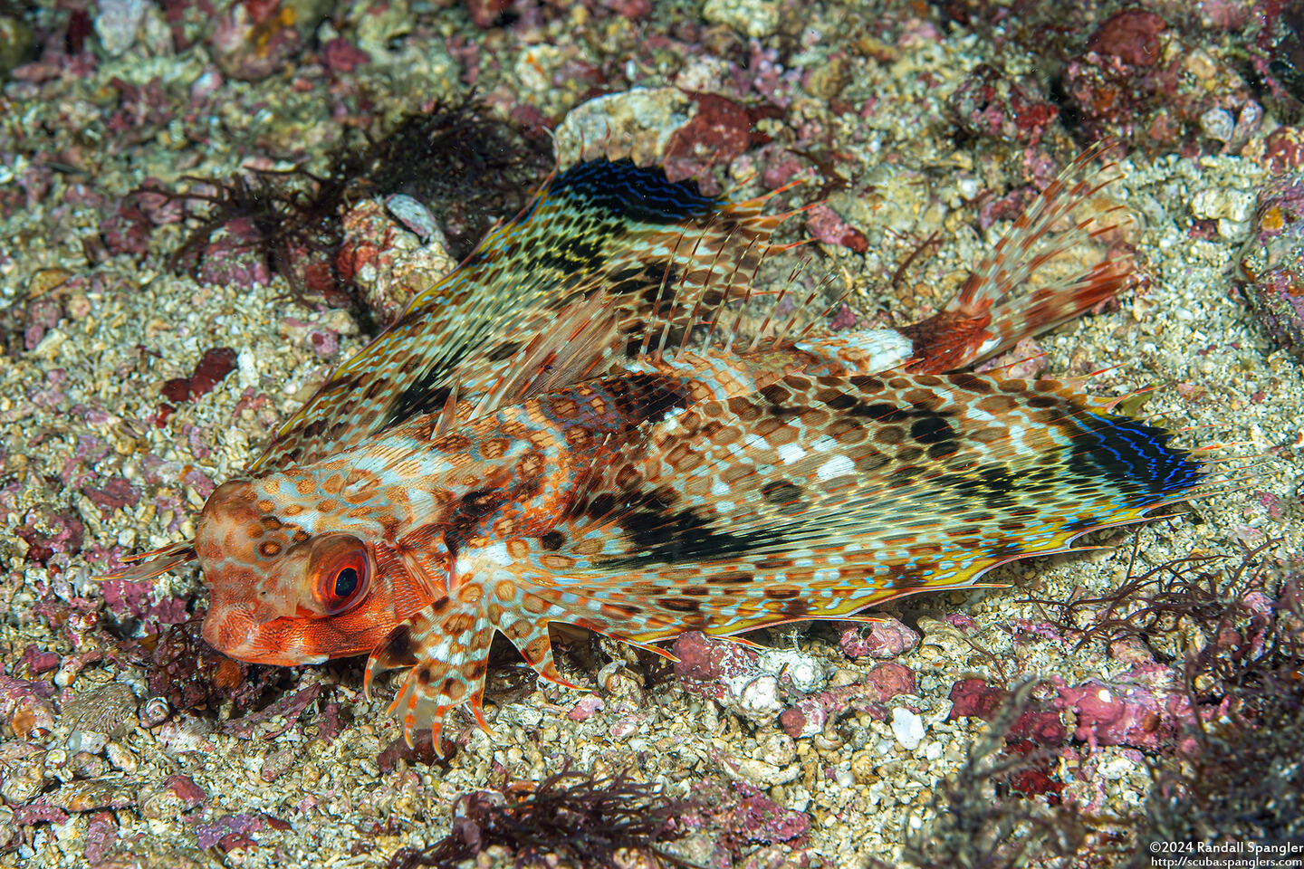 Dactyloptena orientalis (Helmut Gurnard)