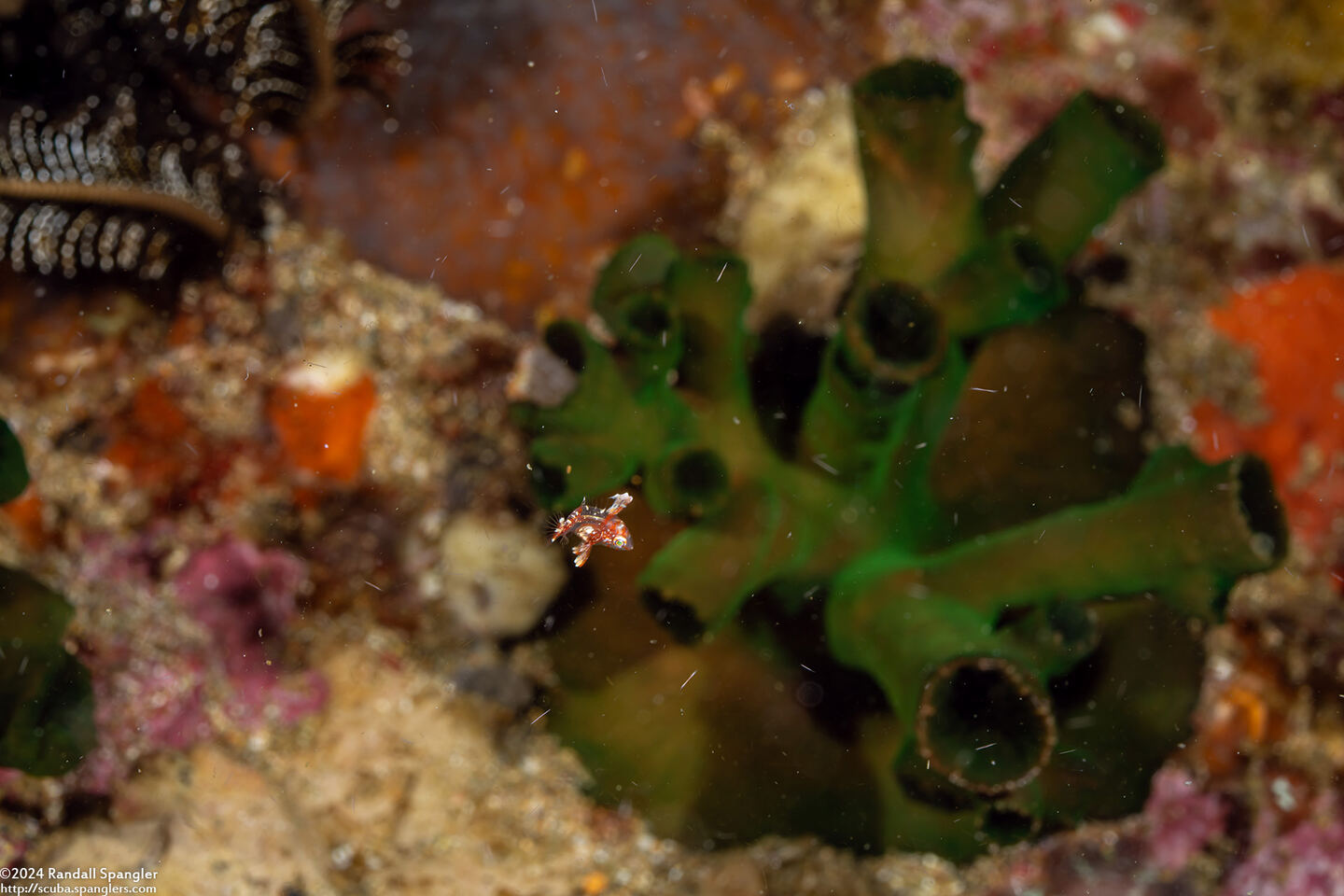 Macropharyngodon negrosensis (Black Leopard Wrasse); Tiny juvenile