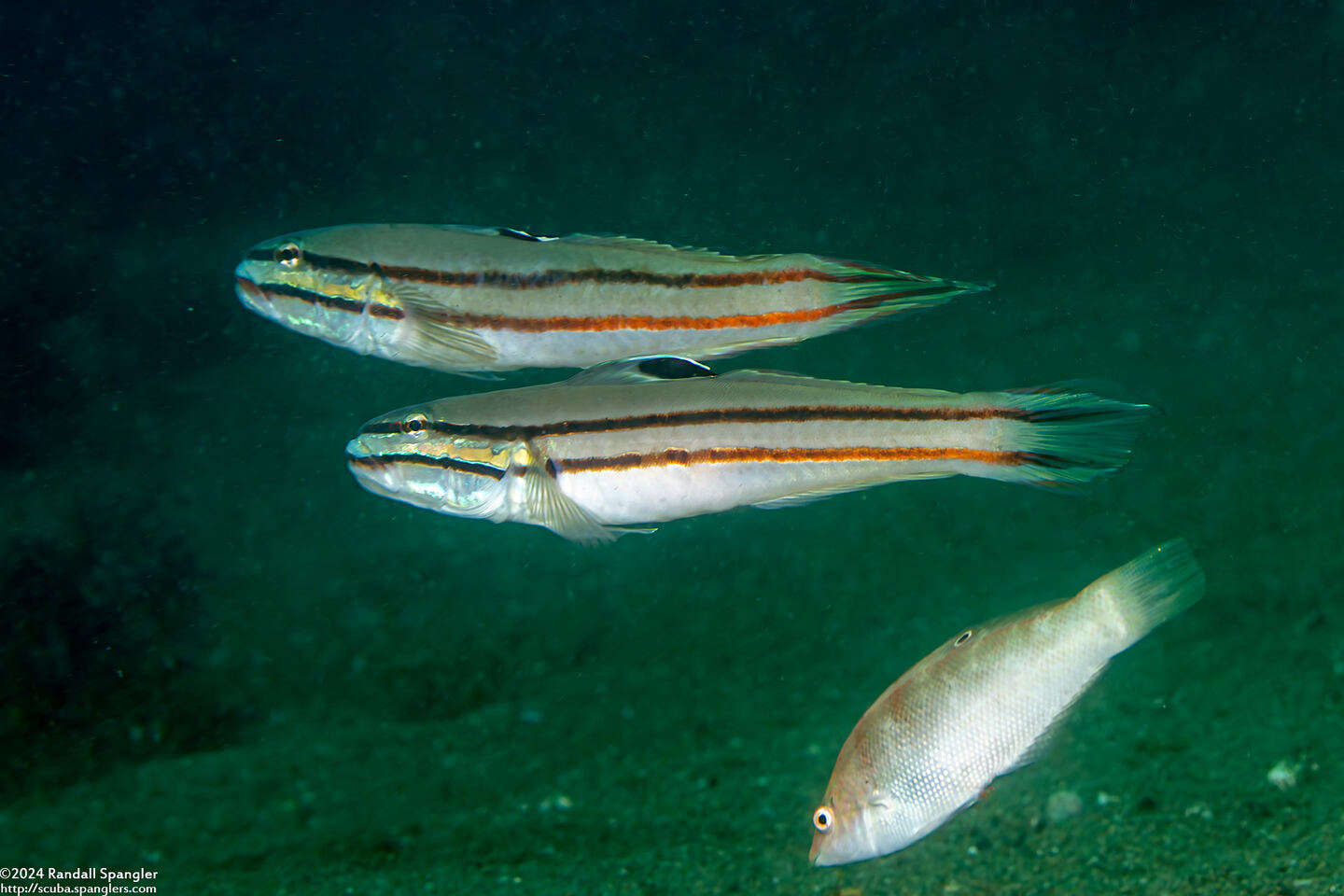 Valenciennea helsdingenii (Twostripe Goby)